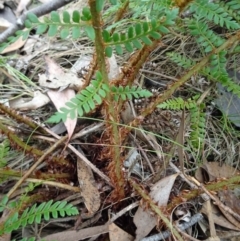 Polystichum proliferum at Paddys River, ACT - 18 Mar 2017