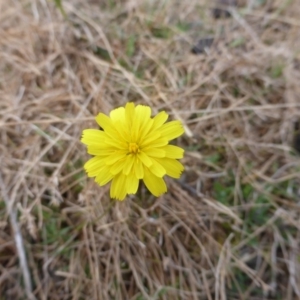 Microseris walteri at Jerrabomberra, ACT - 17 Mar 2017 10:31 AM