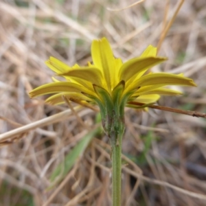 Microseris walteri at Jerrabomberra, ACT - 17 Mar 2017 10:31 AM