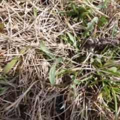 Microseris walteri at Jerrabomberra, ACT - 17 Mar 2017 10:31 AM