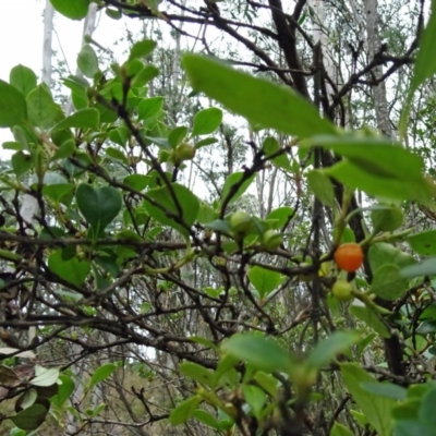 Coprosma hirtella (Currant Bush) at Paddys River, ACT - 18 Mar 2017 by galah681