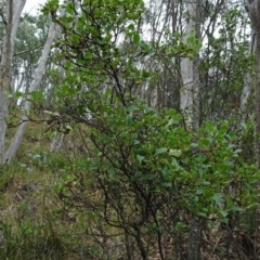 Coprosma hirtella at Paddys River, ACT - 18 Mar 2017