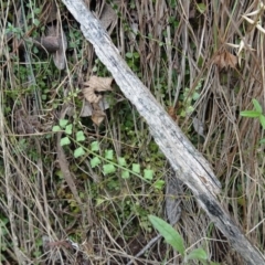 Asplenium flabellifolium at Paddys River, ACT - 18 Mar 2017