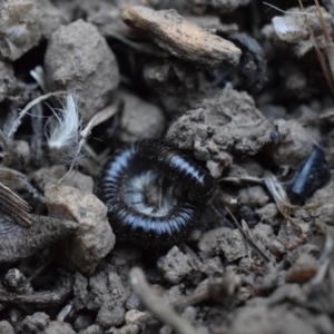 Ommatoiulus moreleti at Narrabundah, ACT - 13 Mar 2017