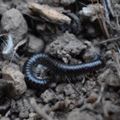 Ommatoiulus moreleti at Narrabundah, ACT - 13 Mar 2017