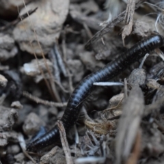 Ommatoiulus moreleti at Narrabundah, ACT - 13 Mar 2017