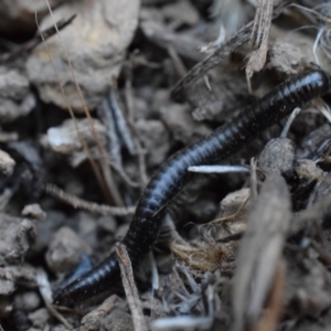 Ommatoiulus moreleti at Narrabundah, ACT - 13 Mar 2017