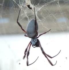 Trichonephila edulis (Golden orb weaver) at Point Hut Pond - 18 Mar 2017 by michaelb