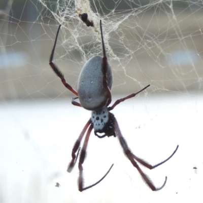 Trichonephila edulis (Golden orb weaver) at Gordon, ACT - 18 Mar 2017 by michaelb