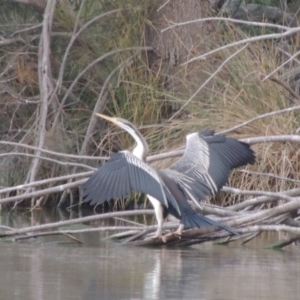 Anhinga novaehollandiae at Gordon, ACT - 3 May 2015