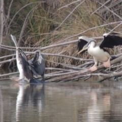 Anhinga novaehollandiae at Gordon, ACT - 3 May 2015 06:20 PM