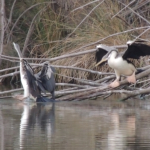 Anhinga novaehollandiae at Gordon, ACT - 3 May 2015