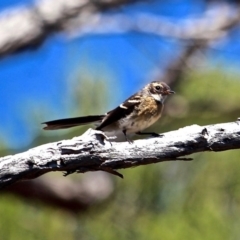 Rhipidura albiscapa (Grey Fantail) at Green Cape, NSW - 14 Feb 2017 by RossMannell