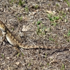 Amphibolurus muricatus (Jacky Lizard) at Green Cape, NSW - 15 Feb 2017 by RossMannell