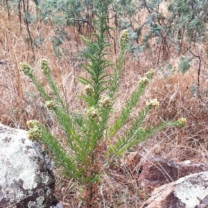 Erigeron sp. at Garran, ACT - 20 Mar 2017 09:58 AM