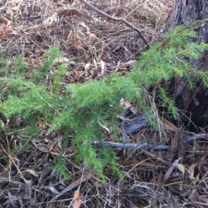 Juniperus communis at Hughes, ACT - 11 Mar 2017 07:24 PM