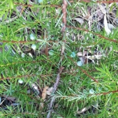 Juniperus communis at Hughes, ACT - 11 Mar 2017 07:24 PM