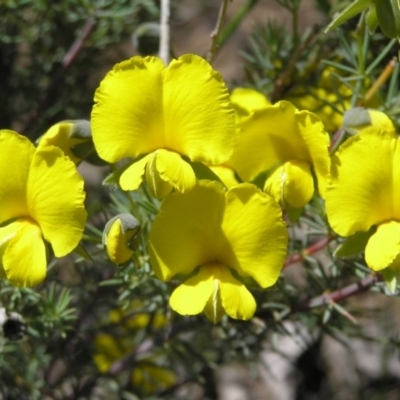 Gompholobium huegelii (Pale Wedge Pea) at Gang Gang at Yass River - 5 Nov 2005 by SueMcIntyre