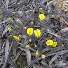 Gompholobium minus (Dwarf Wedge Pea) at Gang Gang at Yass River - 13 Nov 2013 by SueMcIntyre