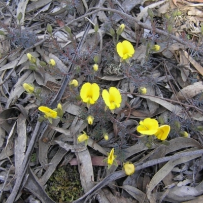 Gompholobium minus (Dwarf Wedge Pea) at Yass River, NSW - 13 Nov 2013 by SueMcIntyre