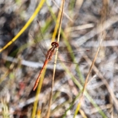 Diplacodes bipunctata (Wandering Percher) at Green Cape, NSW - 15 Feb 2017 by RossMannell