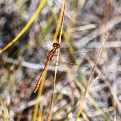 Diplacodes bipunctata (Wandering Percher) at Green Cape, NSW - 15 Feb 2017 by RossMannell