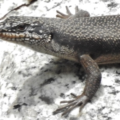 Egernia saxatilis (Black Rock Skink) at Tennent, ACT - 20 Mar 2017 by JohnBundock