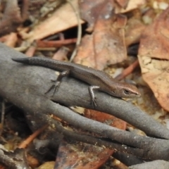 Lampropholis delicata (Delicate Skink) at Tennent, ACT - 20 Mar 2017 by JohnBundock