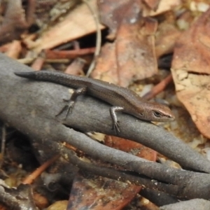 Lampropholis delicata at Tennent, ACT - 20 Mar 2017