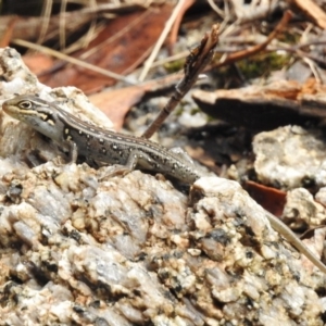 Liopholis whitii at Tennent, ACT - 20 Mar 2017