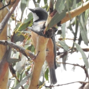 Pachycephala rufiventris at Tennent, ACT - 20 Mar 2017