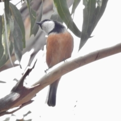 Pachycephala rufiventris at Tennent, ACT - 20 Mar 2017 12:44 PM