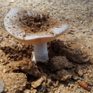 Amanita sp. at Macquarie, ACT - 20 Mar 2017