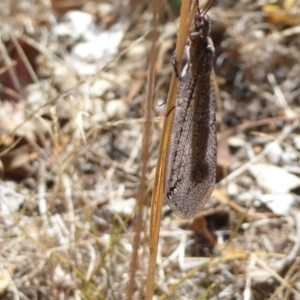 Myrmeleontidae (family) at Campbell, ACT - 12 Mar 2017