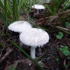 Amanita sp. (Amanita sp.) at Barragga Bay, NSW - 19 Mar 2017 by narelle