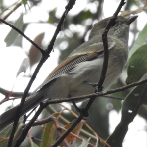 Pachycephala pectoralis at Tennent, ACT - 20 Mar 2017