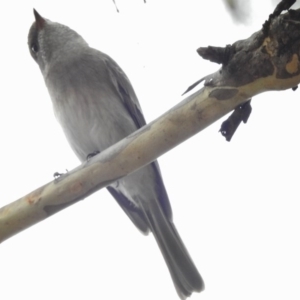 Pachycephala pectoralis at Tennent, ACT - 20 Mar 2017