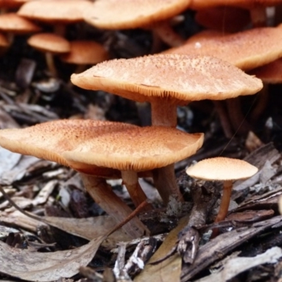 Gymnopilus sp. (Gymnopilus) at Barragga Bay, NSW - 19 Mar 2017 by narelle