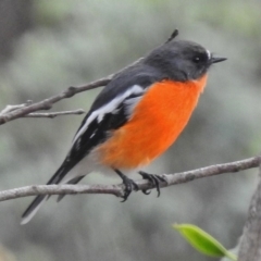 Petroica phoenicea (Flame Robin) at Tennent, ACT - 20 Mar 2017 by JohnBundock