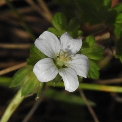 Geranium potentilloides (Soft Crane's-bill) at Tennent, ACT - 20 Mar 2017 by JohnBundock