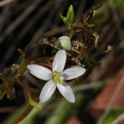 Montia australasica (White Purslane) at Tennent, ACT - 20 Mar 2017 by JohnBundock