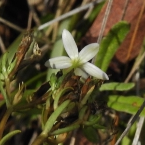 Montia australasica at Tennent, ACT - 20 Mar 2017