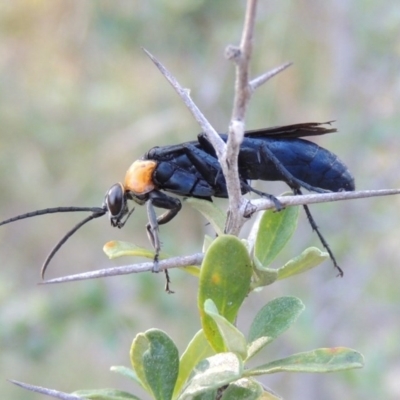 Ferreola handschini (Orange-collared Spider Wasp) at Tennent, ACT - 18 Dec 2014 by michaelb