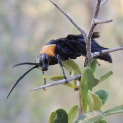 Ferreola handschini at Tennent, ACT - 18 Dec 2014 06:57 PM