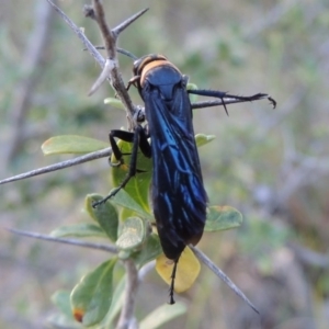 Ferreola handschini at Tennent, ACT - 18 Dec 2014 06:57 PM