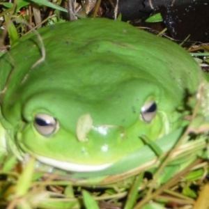 Litoria caerulea at Hughes, ACT - 23 Apr 2015