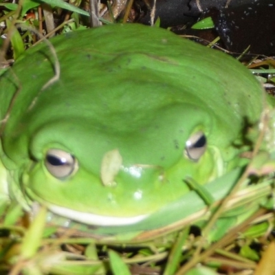 Litoria caerulea (Green Tree Frog) at Hughes, ACT - 23 Apr 2015 by ruthkerruish