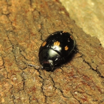 Paropsisterna octosignata (Eucalyptus leaf beetle) at Gordon, ACT - 18 Mar 2017 by michaelb