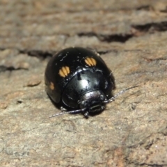 Paropsisterna octosignata at Gordon, ACT - 18 Mar 2017 10:50 PM