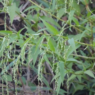 Persicaria hydropiper (Water Pepper) at Gordon, ACT - 18 Mar 2017 by michaelb